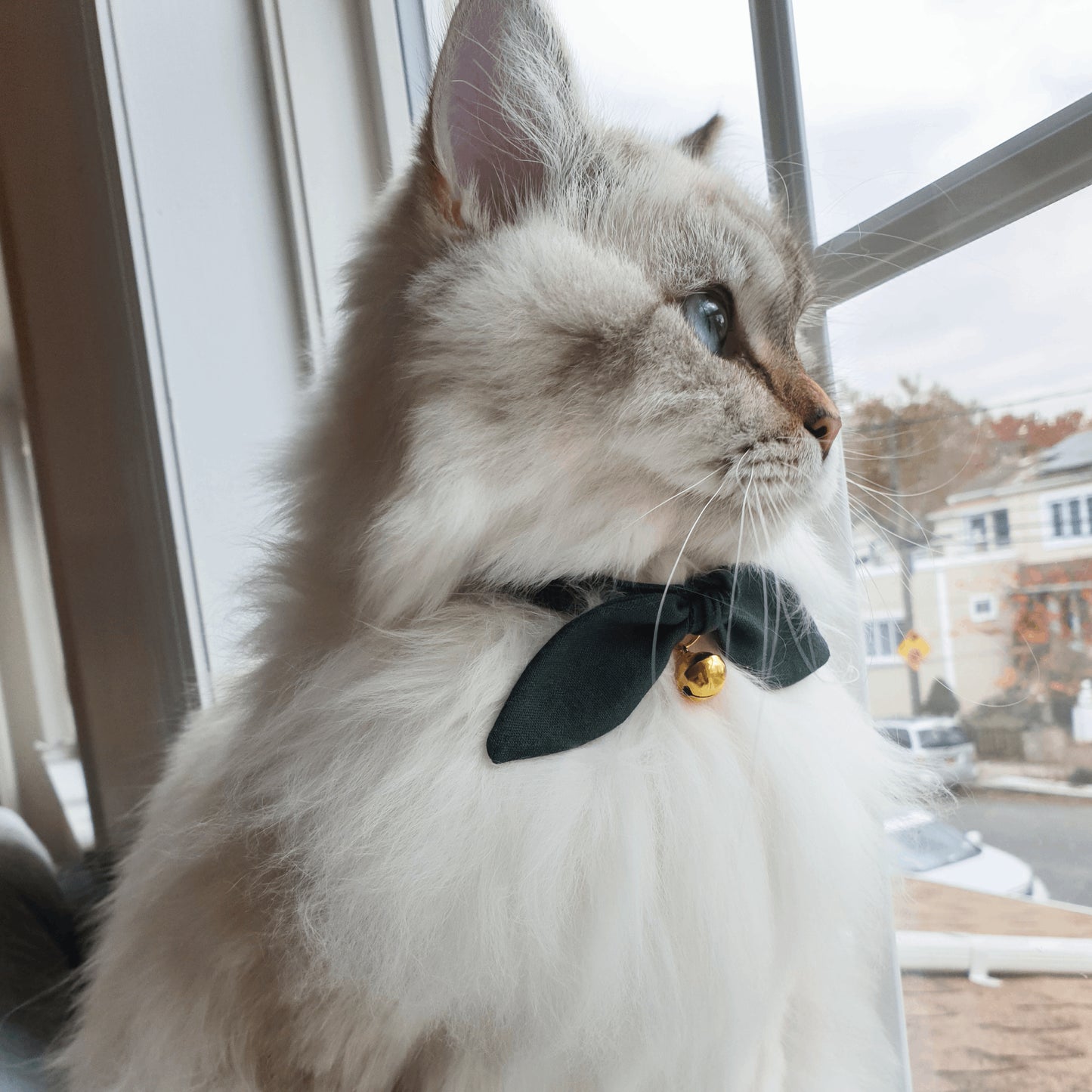 Forest Green Bow Cat Collar