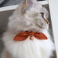 Burnt Orange Bow Cat Collar